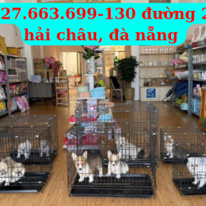 Pet Đà Nẵng – Thế giới thú cưng