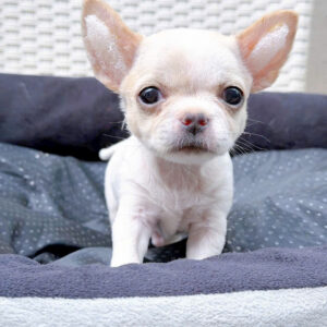 Mua Chó Chihuahua Thuần Chủng – Mini, Siêu Nhỏ, Đáng Yêu | 0961.282.505