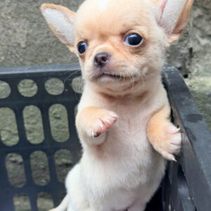 Mua chó Chihuahua uy tín toàn quốc – Thuần chủng, khỏe mạnh, giao tận nơi