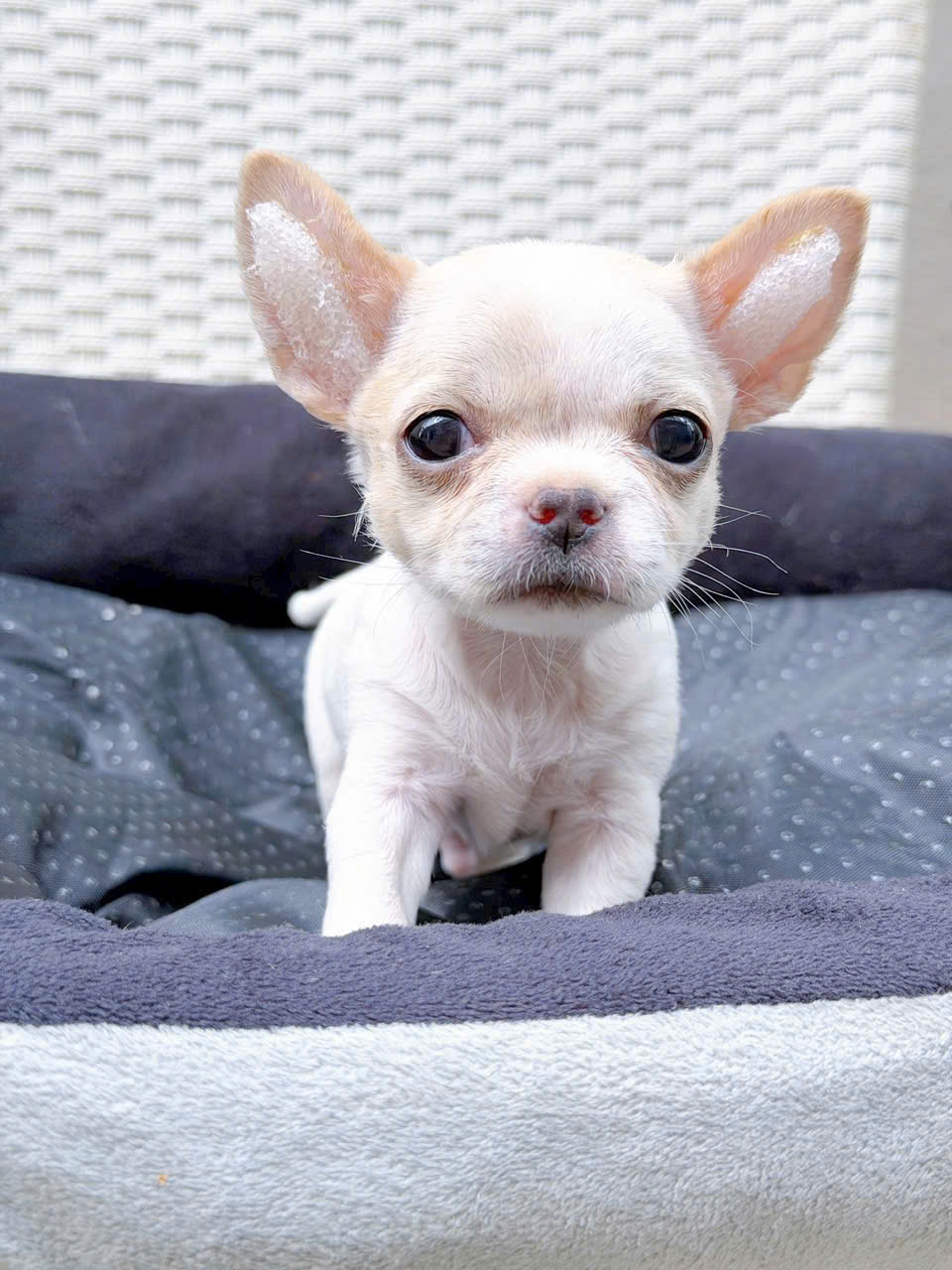 Bán chó Chihuahua uy tín toàn quốc – Thuần chủng, giao tận nơi