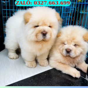 Mua Chó Chow Chow Thuần Chủng – Mặt Gấu, Hiền Lành, Giá Tốt | 0961.282.505