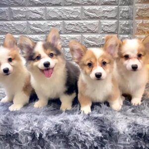 Mua Chó Corgi Thuần Chủng – Giá Tốt, Bảo Hành Sức Khỏe | 0961.282.505
