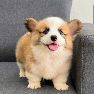 Bán chó Corgi uy tín toàn quốc – Thuần chủng, giao tận nơi