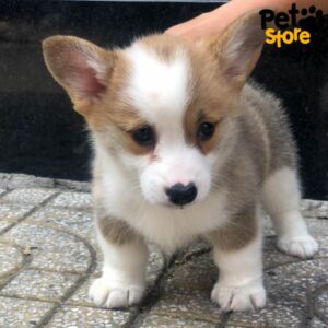 Corgi Đà Nẵng – Mua Bán Corgi Thuần Chủng Đáng Yêu tại 130 đường 2/9 | 0327.663.699