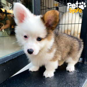 Corgi Đà Nẵng – Mua Bán Corgi Thuần Chủng Đáng Yêu tại 130 đường 2/9 | 0327.663.699