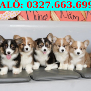 Chó Corgi Đà Nẵng – Pet Shop Chó Cảnh 130 đường 2/9, hải châu, đà nẵng ☎ 0327.663.699