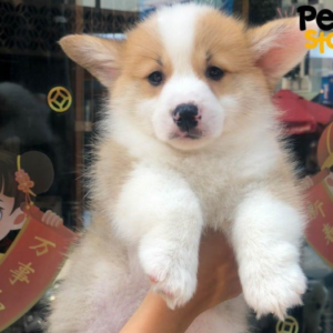 Corgi Đà Nẵng – Mua Bán Corgi Thuần Chủng Đáng Yêu tại 130 đường 2/9 | 0327.663.699