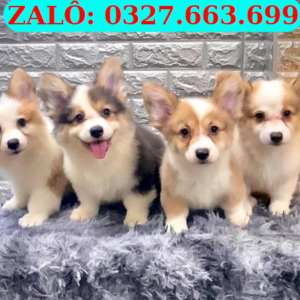 Chó Corgi Đà Nẵng – Pet Shop Chó Cảnh Đà Nẵng