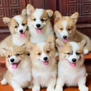 Cửa hàng bán Corgi Đà Nẵng – Thuần chủng, uy tín, bảo hành sức khỏe