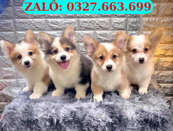 Chó Corgi Đà Nẵng – Pet Shop Chó Cảnh Đà Nẵng