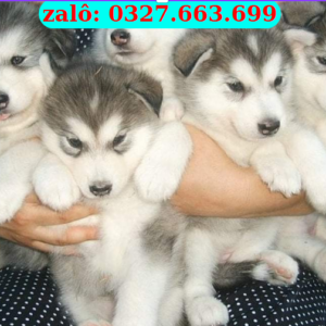 Bán Chó Husky Sài Gòn – Thuần Chủng, Đẹp Chuẩn, Bảo Hành Sức Khỏe | 0961.282.505