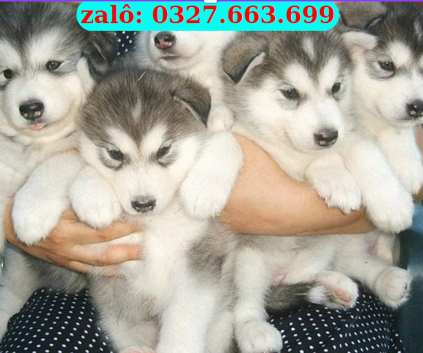 Bán Chó Husky Sài Gòn – Thuần Chủng, Đẹp Chuẩn, Bảo Hành Sức Khỏe | 0961.282.505