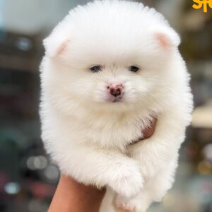 Mua Chó Phốc Sóc Thuần Chủng – Nhỏ Gọn, Siêu Xinh, Giá Tốt | 0961.282.505