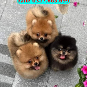 Mua Chó Pom Thuần Chủng – Nhỏ Nhắn, Siêu Xinh, Giá Tốt | 0961.282.505