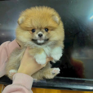 Chó Phốc Sóc Đà Nẵng – Mua Chó Phốc Sóc Thuần Chủng | 130 đường 2/9, Hải Châu | 0327.663.699