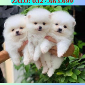 Chó Phốc sóc Đà Nẵng – Pet Shop 130 đường 2/9, Hải Châu, Đà Nẵng | 0327.663.699