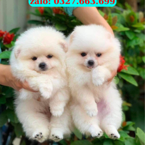 Shop Bán Chó Phốc Sóc Núi Thành – Phốc Sóc Thuần Chủng, Mini Đẹp | 0961.282.505