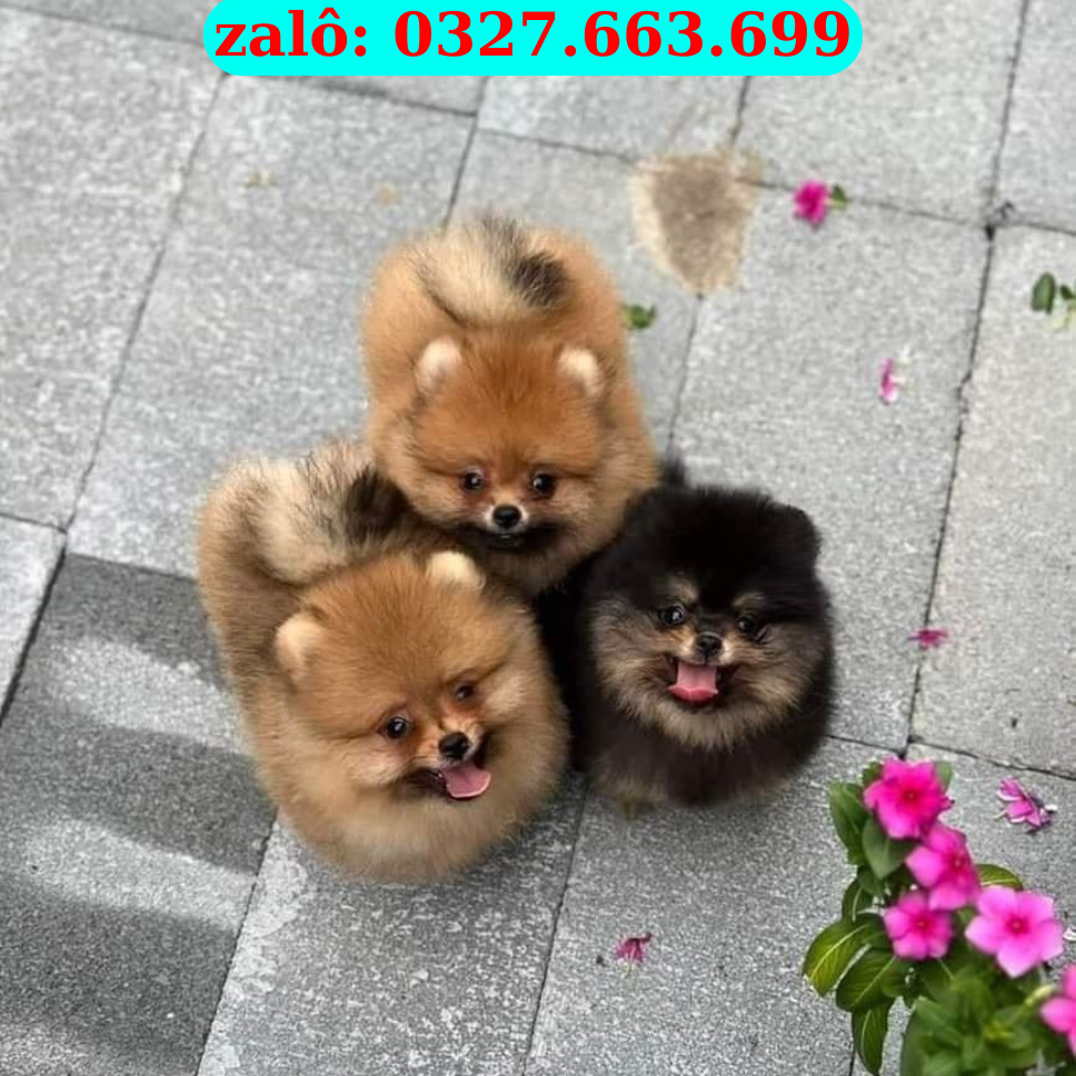 Mèo Hải Châu Đà Nẵng – Bán Mèo Cảnh Khỏe Đẹp Tại 130 Đường 2/9, Hải Châu | 0961.282.505