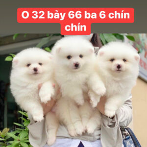 Chó Phốc Sóc Đà Nẵng – Mua Bán Pomeranian 130 đường 2/9, Hải Châu, Đà Nẵng | 0961.282.505