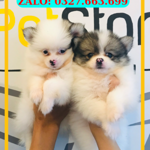 Chó Pom Đà Nẵng – Mua Bán Chó Phốc Sóc 130 đường 2/9, Hải Châu, Đà Nẵng | 0327.663.699