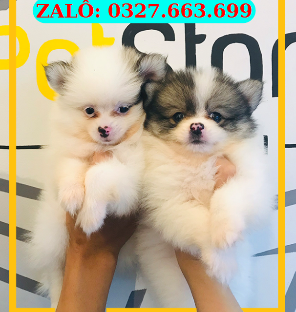 Chó Pom Đà Nẵng – Mua Bán Chó Phốc Sóc 130 đường 2/9, Hải Châu, Đà Nẵng | 0327.663.699