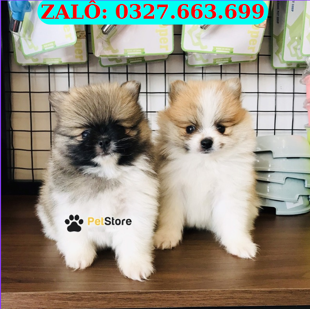 Shop Bán Chó Phốc Sóc Liên Chiểu – Phốc Sóc Thuần Chủng, Mini Đẹp | 0961.282.505