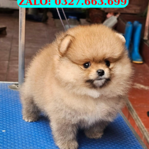 Chó Pom Hải Châu Đà Nẵng – Bán Pom Đẹp, Khỏe Mạnh | 0961.282.505