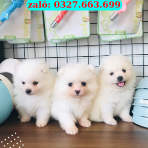 Mua Chó Phốc Sóc Điện Bàn – Bán Phốc Sóc Thuần Chủng | Gần Đà Nẵng – 0961.282.505