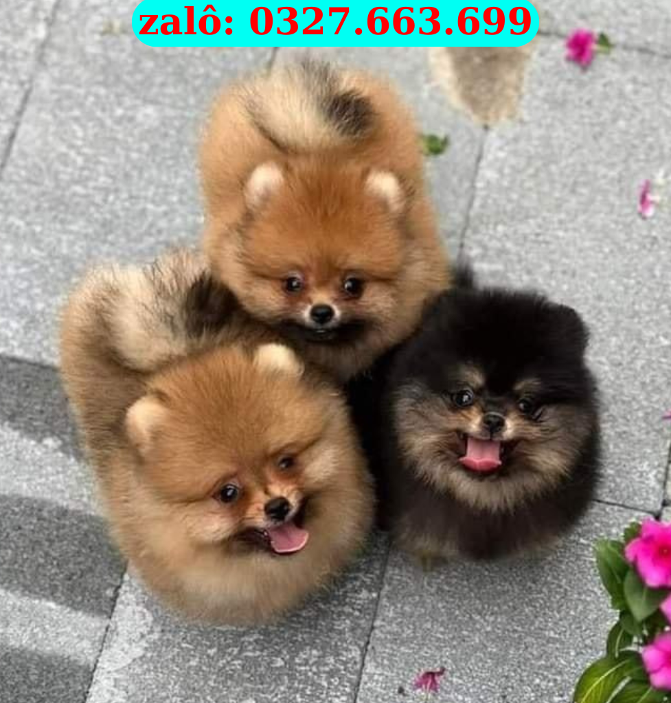 Bán chó Phốc Sóc uy tín toàn quốc – Thuần chủng, khỏe mạnh, giao tận nơi