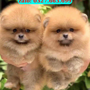 Pom Thái Đà Nẵng – Chó Pom Thái Thuần Chủng, Mặt Gấu, Giá Tốt | 0961.282.505
