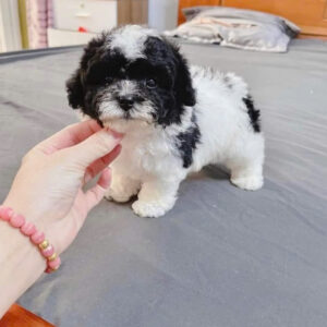 Giới thiệu về giá chó Poodle Quảng Nam