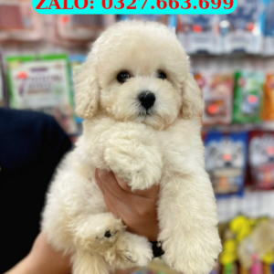 Bán Chó Poodle Điện Bàn – Poodle Thuần Chủng, Giá Tốt, Giao Tận Nơi
