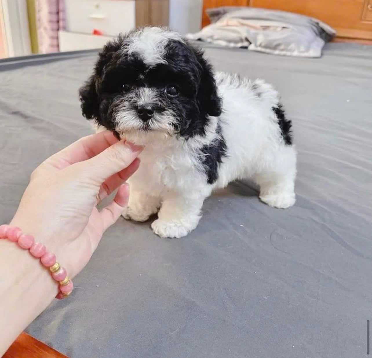 Giới thiệu về giá chó Poodle Quảng Nam