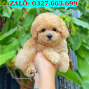 Chó Poodle Quảng Nam – Poodle Thuần Chủng, Giá Tốt, Giao Tận Nơi