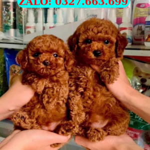 Giá Chó Poodle Điện Bàn – Cập Nhật Mới Nhất, Giao Tận Nơi