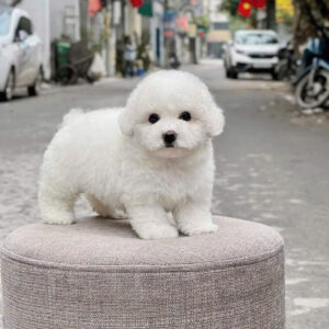 Mua Chó Poodle Núi Thành – Poodle Thuần Chủng, Giao Tận Nhà, Có Bảo Hành