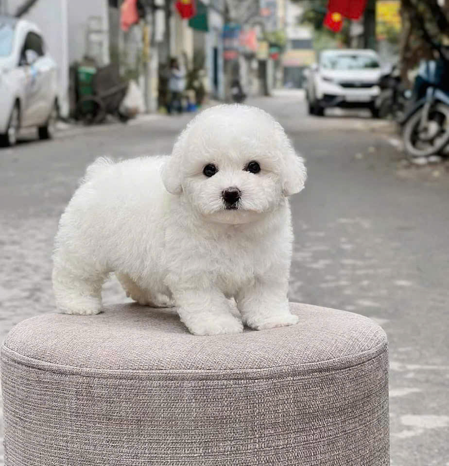 Poodle Núi Thành – Bán Chó Poodle Thuần Chủng, Giao Tận Nhà Quảng Nam
