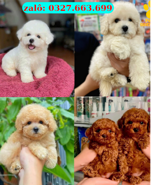 Mua Chó Poodle Thuần Chủng – Poodle Tiny, Teacup, Toy | 0961.282.505