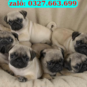 Mua Chó Pug Thuần Chủng – Mặt Xệ Dễ Thương, Dễ Nuôi | 0961.282.505