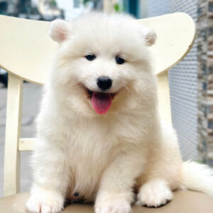 Mua Chó Samoyed Thuần Chủng – Trắng Bông, Cười Tỏa Nắng | 0961.282.505