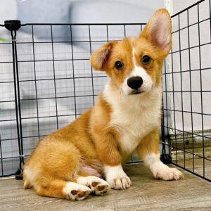 Eric – Corgi Trắng Vàng Đực