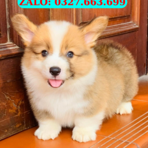 Chó cảnh giá tốt Đà Nẵng – Thuần chủng, khỏe mạnh, uy tín