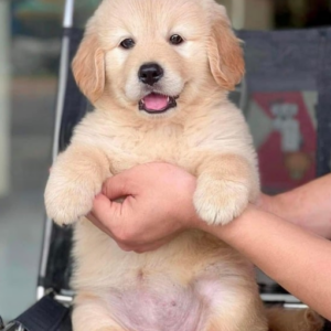 Chó Golden Retriever Đà Nẵng – Mua Bán Golden 130 đường 2/9, Hải Châu, Đà Nẵng | 0327.663.699