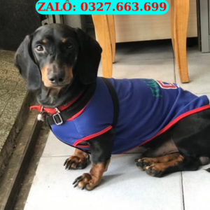 Chó Lạp Xưởng Đà Nẵng – Mua Bán Dachshund 130 đường 2/9, Hải Châu, Đà Nẵng | 0961.282.505