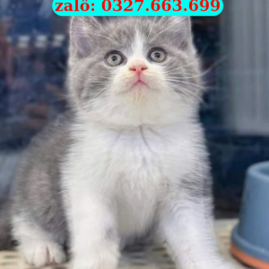 Mèo Liên Chiểu – Bán Mèo Cảnh Khỏe Đẹp, Uy Tín Tại Đà Nẵng | 0961.282.505