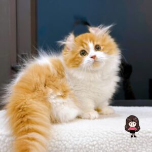 Mèo Ba Tư Đà Nẵng – Shop Bán Mèo Ba Tư Cảnh Đẹp, Giá Tốt