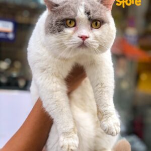 🐱 Mèo Scottish Fold Đà Nẵng – Mua Bán Mèo Tai Cụp Đáng Yêu