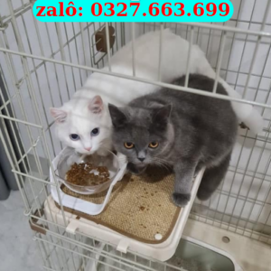 Mèo Đà Nẵng – Bán Mèo Cảnh Khỏe Đẹp, Uy Tín | 0961.282.505