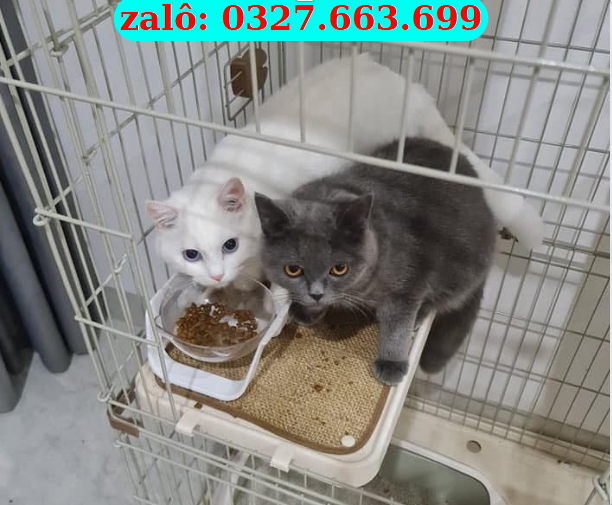 Mèo Đà Nẵng – Bán Mèo Cảnh Khỏe Đẹp, Uy Tín | 0961.282.505
