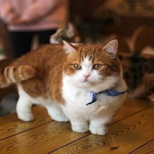 Mèo Munchkin – PetShop Chó Cảnh Đà Nẵng